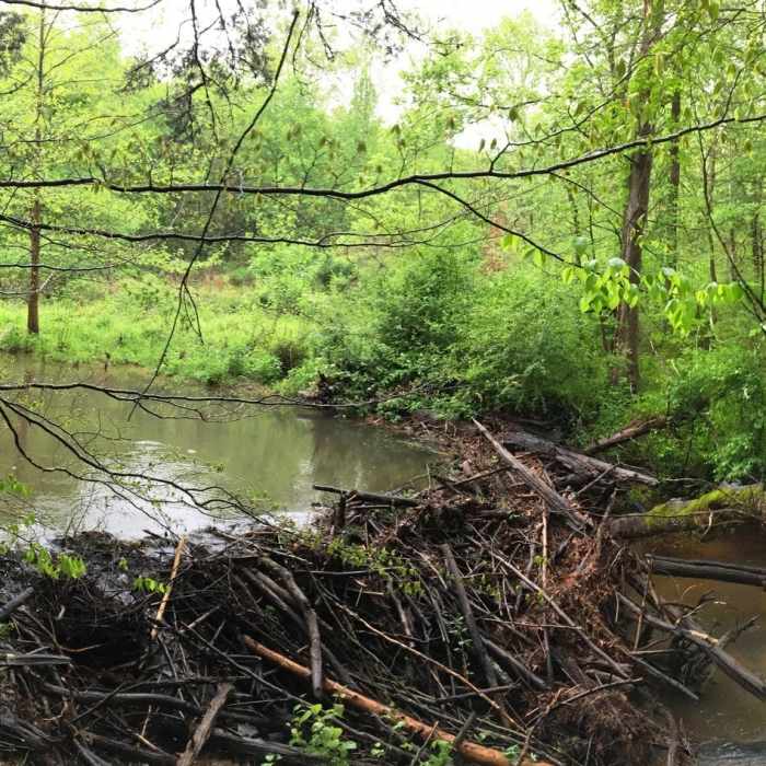 A successful beaver dam. Near Brumley Forest Nature Preserve Loop