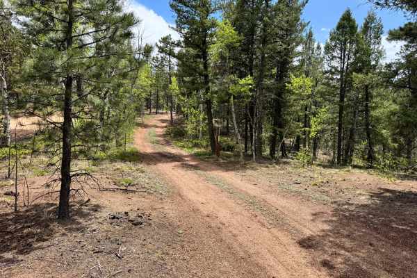 Upper Johnson Gulch Rd (FS300)