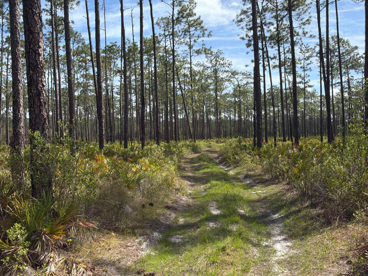 FS 112-I trail photo