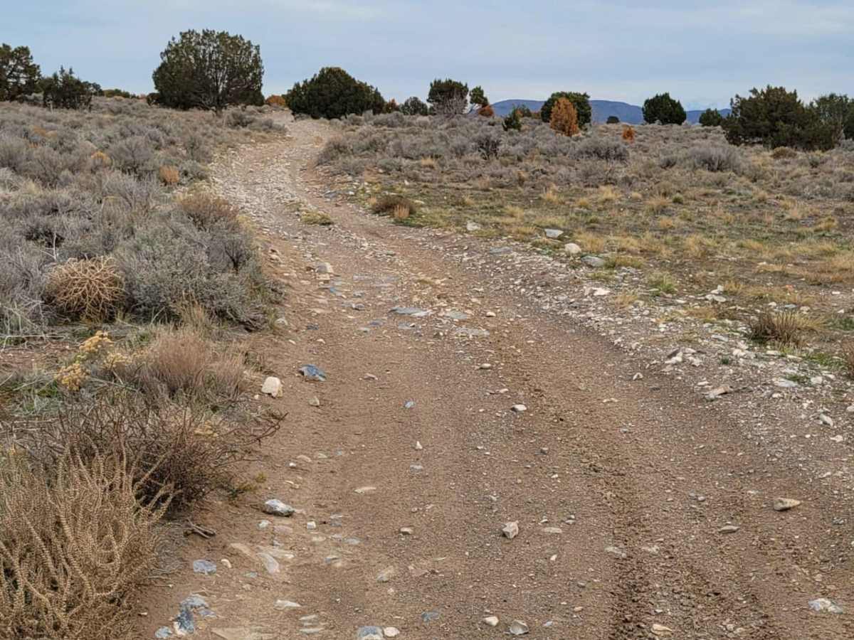 Pack Trail 2 photo 5