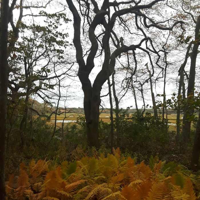 Looking southeast over the marsh from the woods. Near Barn Island Loop