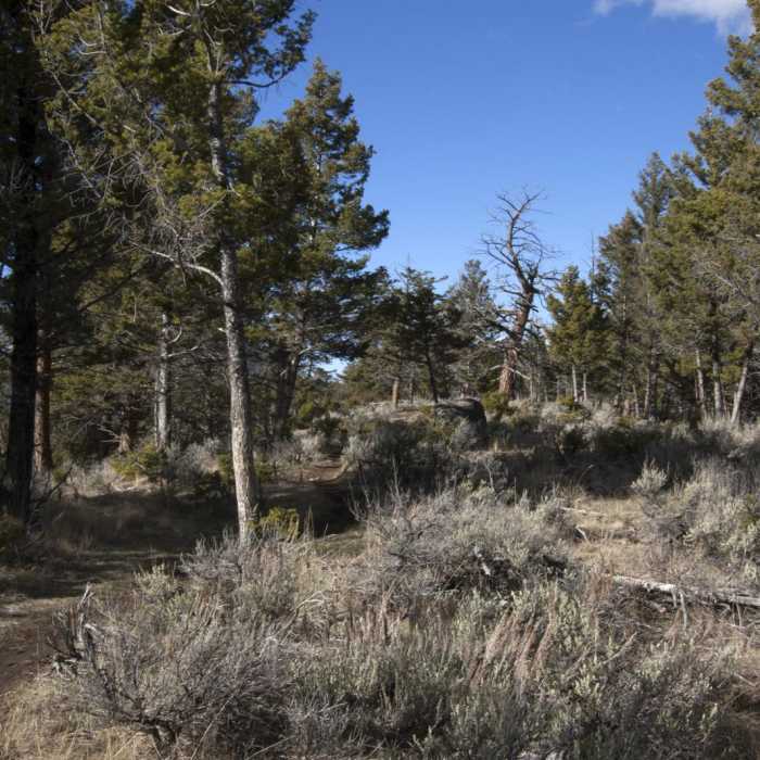 Near Yellowstone River Picnic Trail
