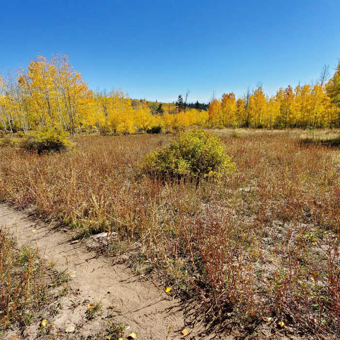 Near Haflin Creek Trail # 557