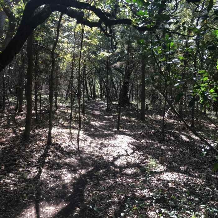 A beatiful view directly on the trail, that makes you feel like you're wandering through the forest. Near Emilie and Albert Friedrich Wilderness Park Outer Loop