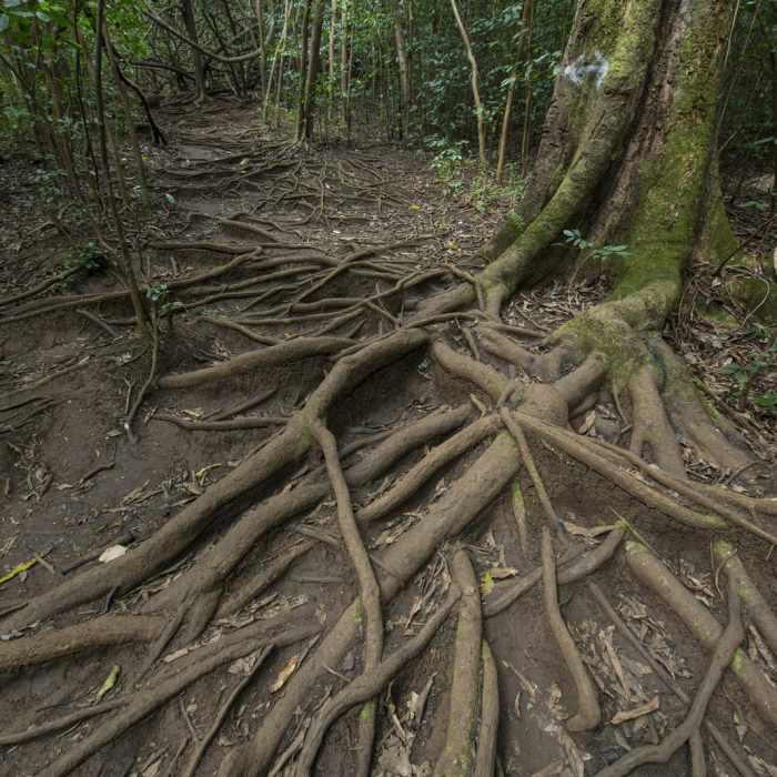 Near Maunawili Falls Hike Near Maunawili Falls Hike