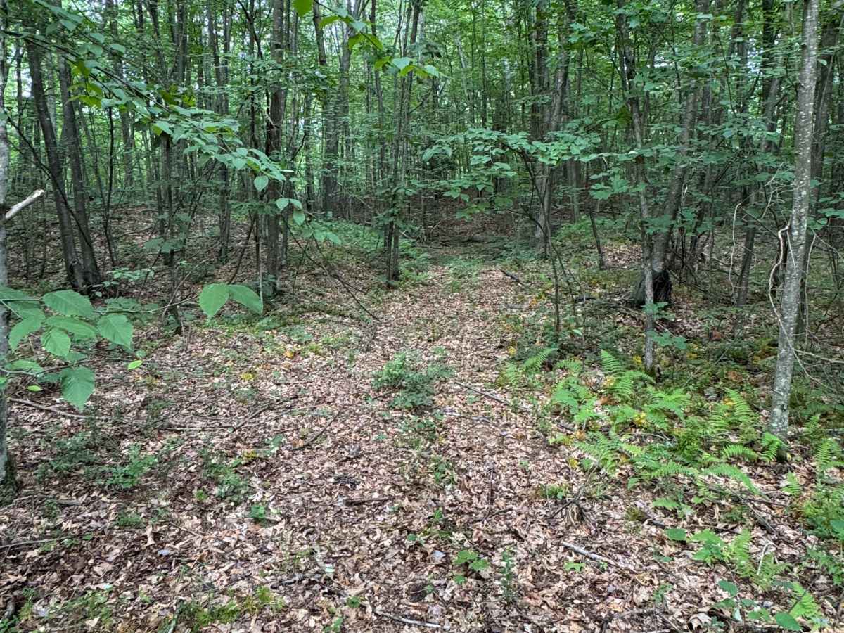 Trail 43 photo 2