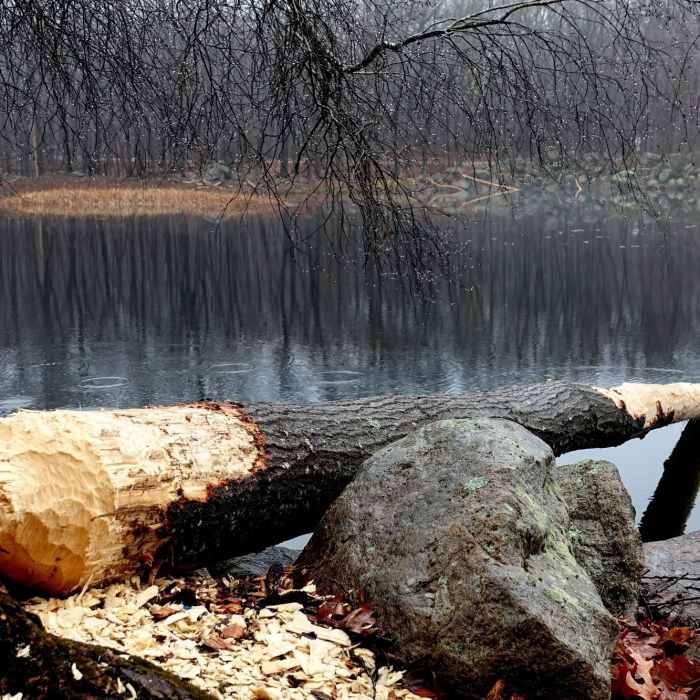 The Jefferson Township, NJ beavers were hard at work over Thanksgiving weekend. Near Mahlon Dickerson Highlights