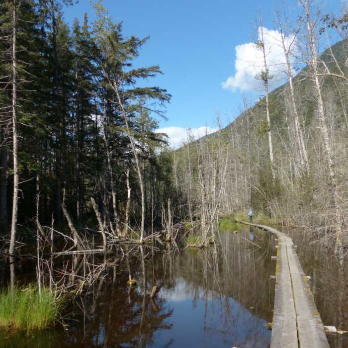 Walking through the area flooded by a beaver dam. Near The Chilkoot Trail