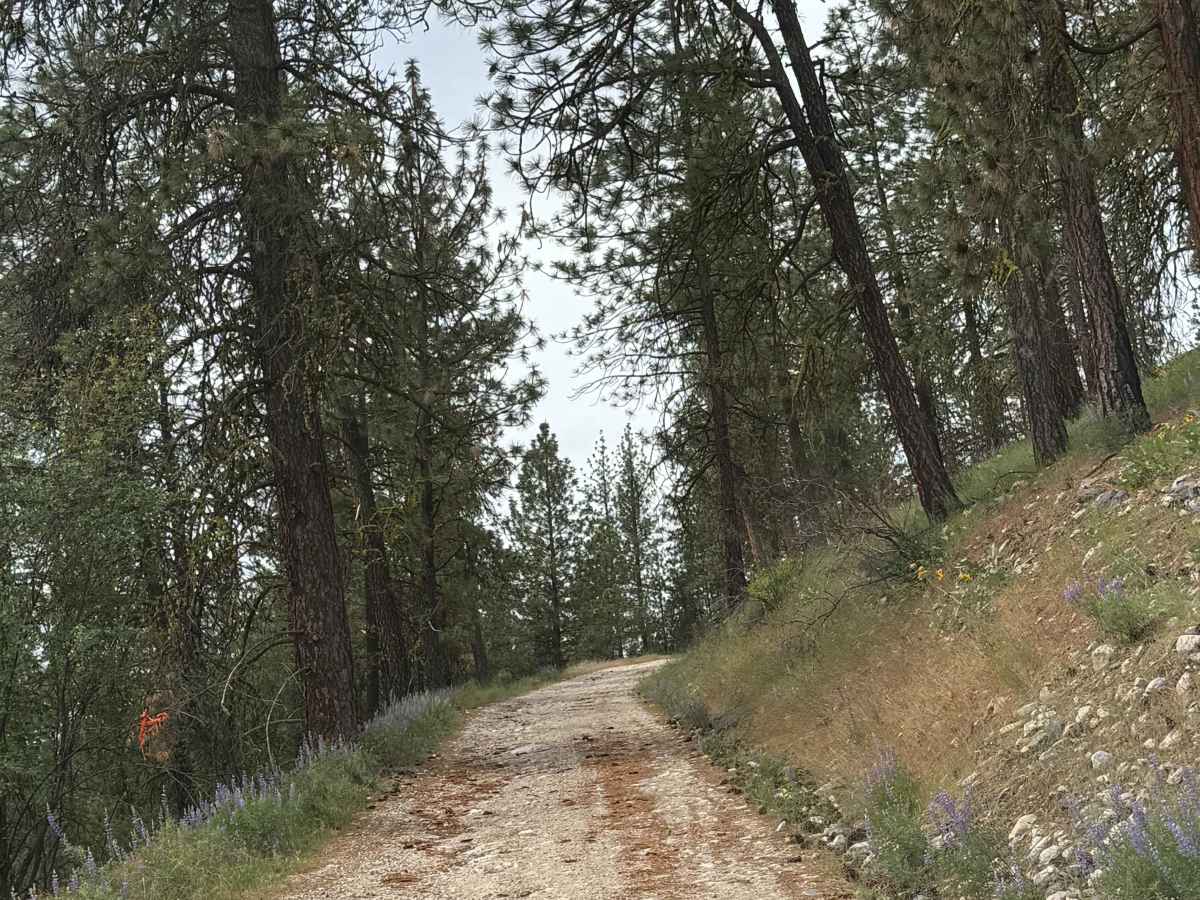 Bisbee Mountain Road photo 2