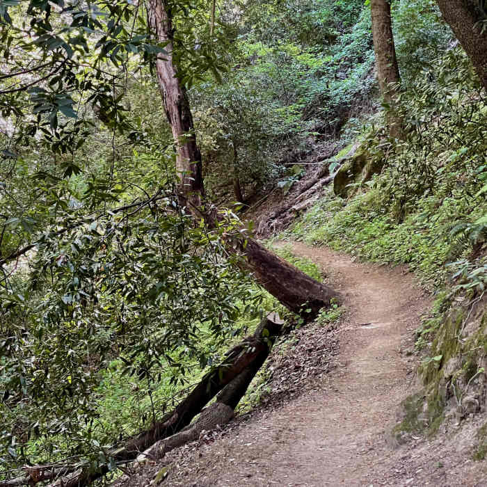 The upper part of the trail passes through some beautiful forest, oft with a steep drop off on one side and quickly rising hill on the other. Near Sanborn Trail