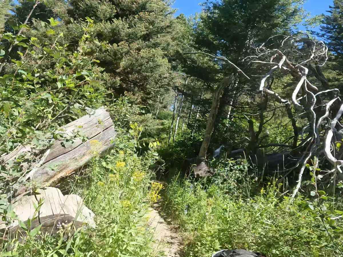 Elk Moutain Lookout photo 4