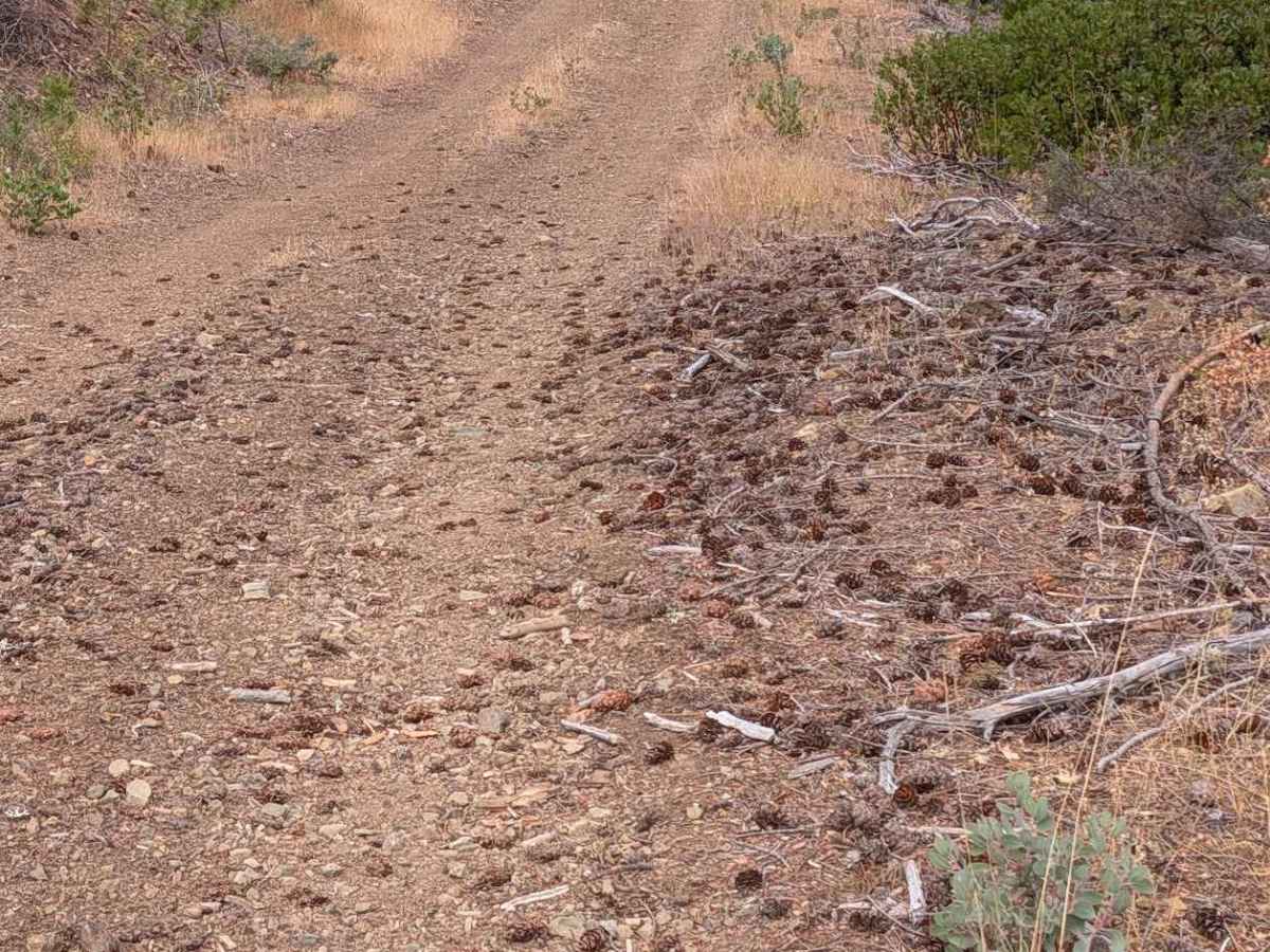 Grouse Prairie Road - FS 1N05 photo 2