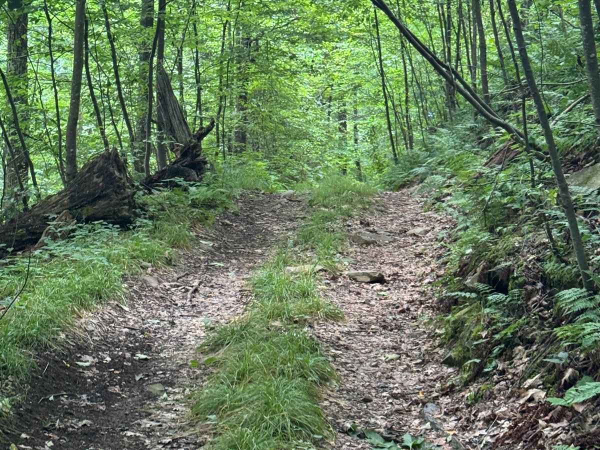 Trail 77 photo 4