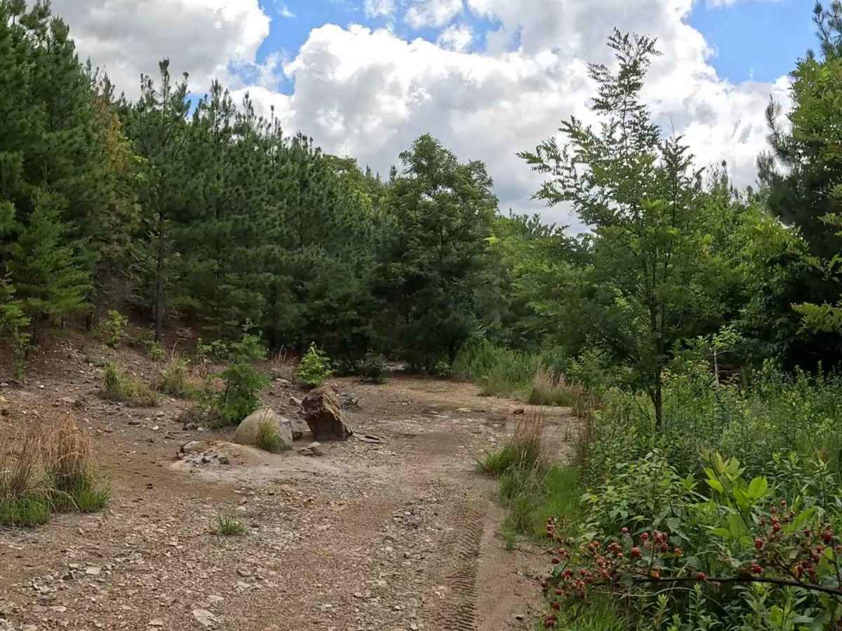 W4B trail photo