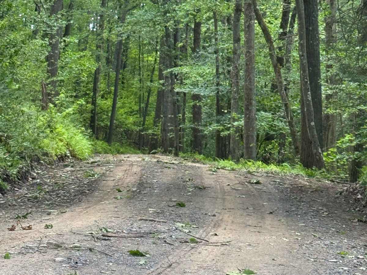 Pine Island Road photo 6