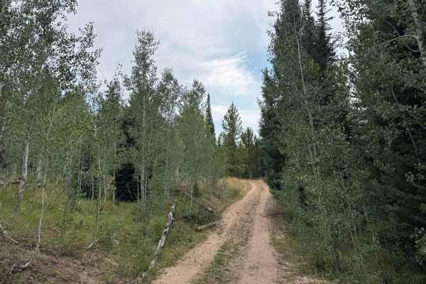 Mill Creek Road - FS 469