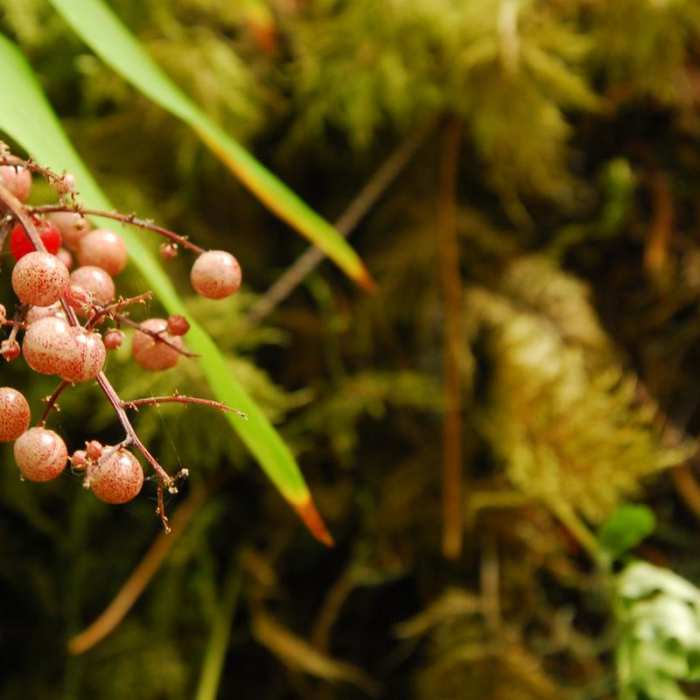 Near Salmon River, West Canyon Trail