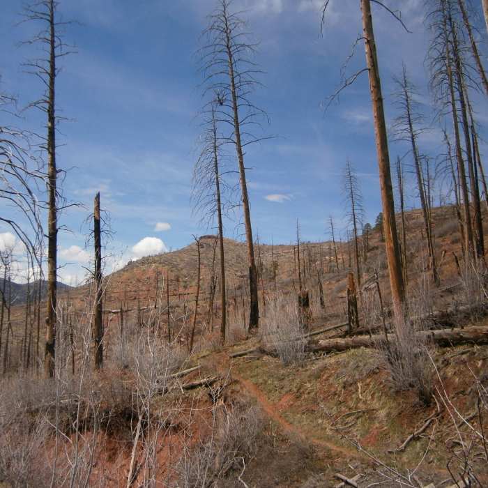 Near Haflin Creek Trail # 557