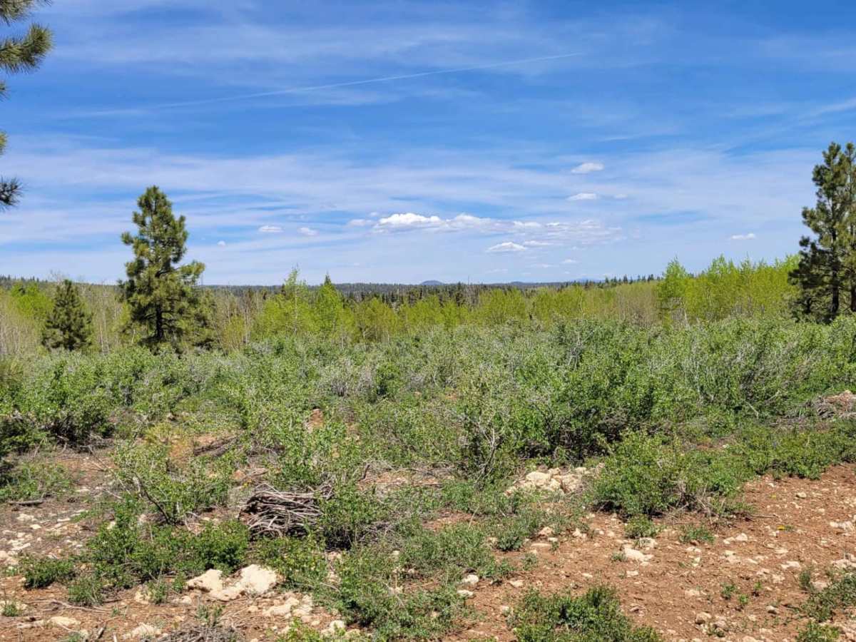 Strawberry Ridge photo 5