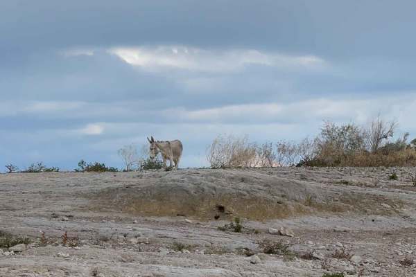 Pleasant Burro Drive