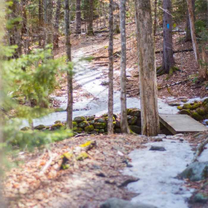 Near Camels Hump Via the Monroe Trail Near Camels Hump Via the Monroe Trail