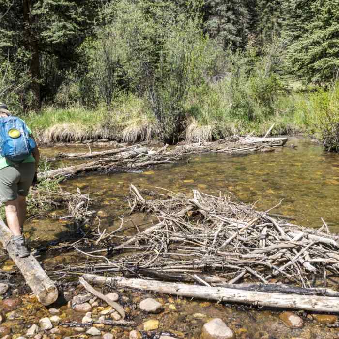 Near Miners Creek Trail