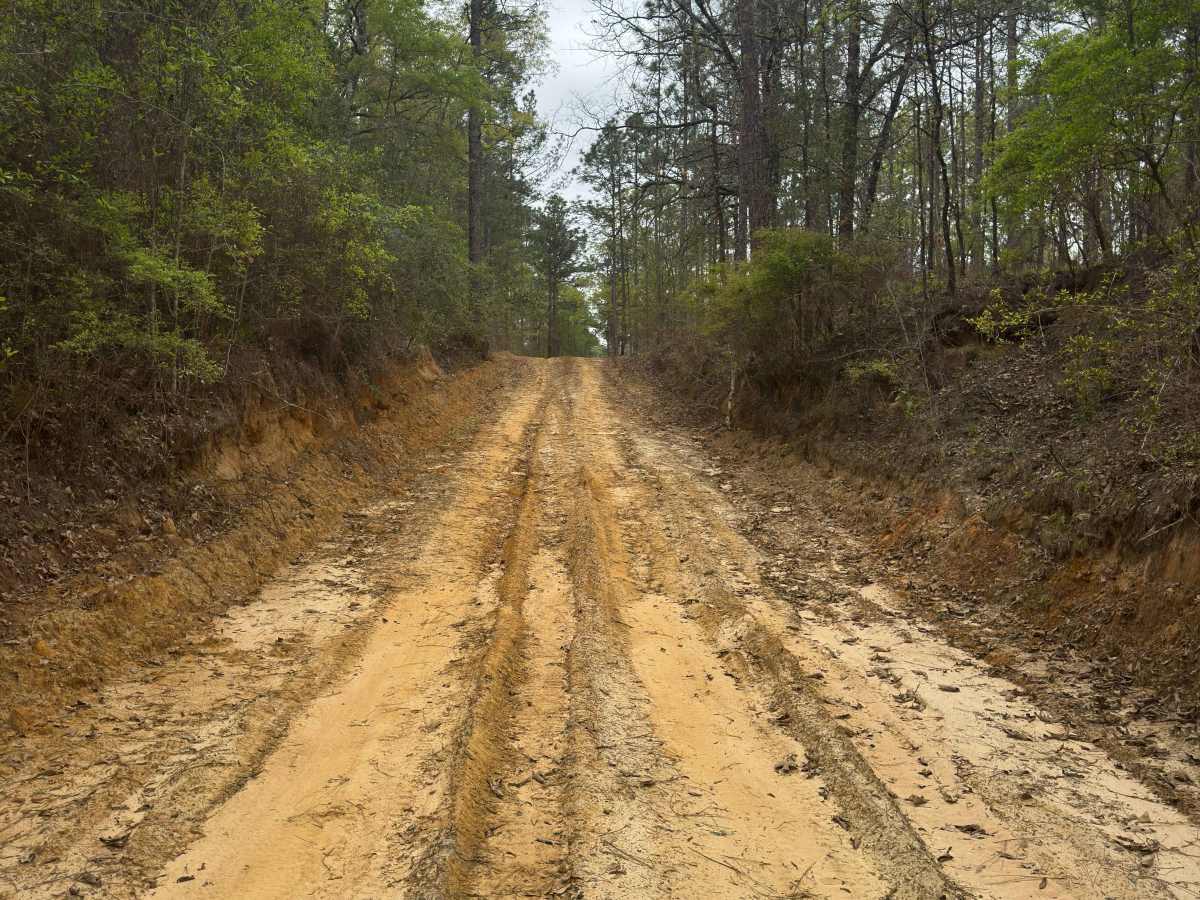 Longleaf Pine Run trail photo