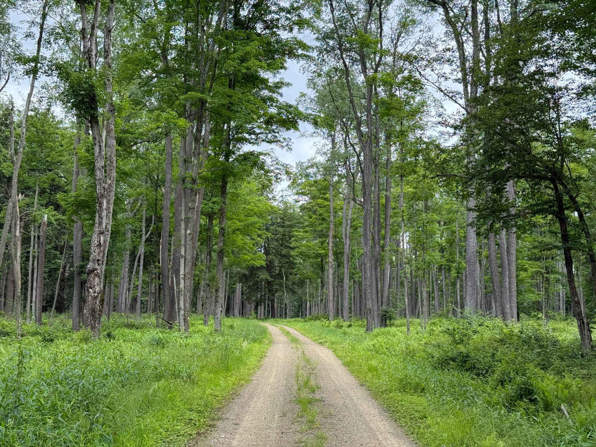 Crane Run Trail - FS 264 photo 3