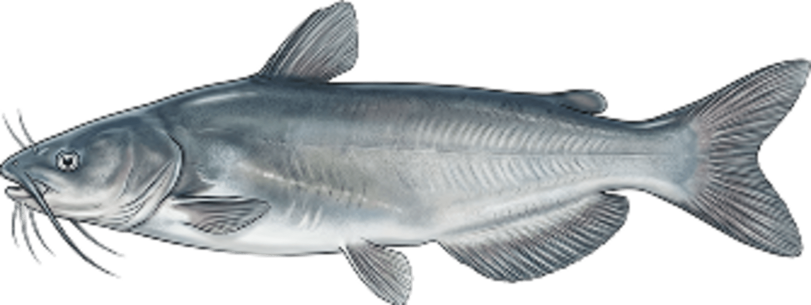 Blue catfish