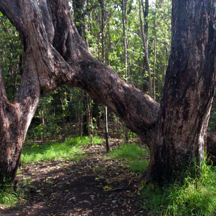 Near Kipukapuaulu Trail