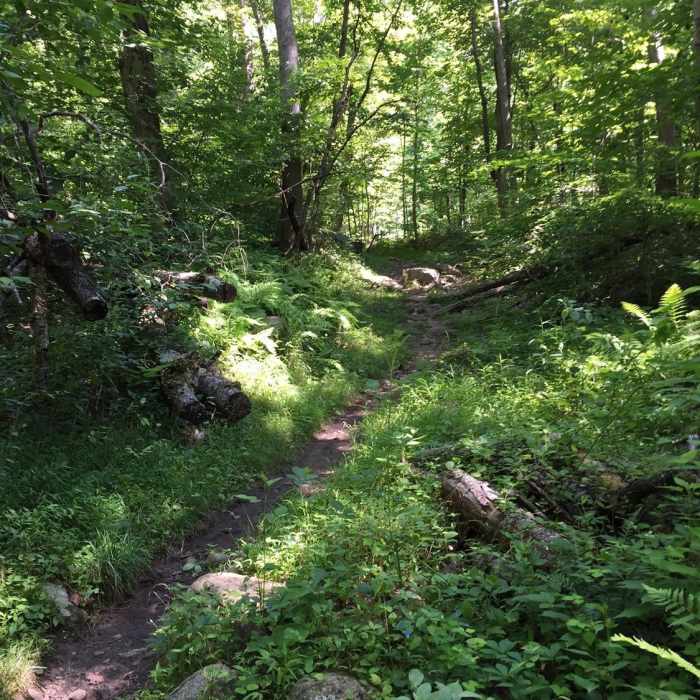 Near Graves Mill Trail