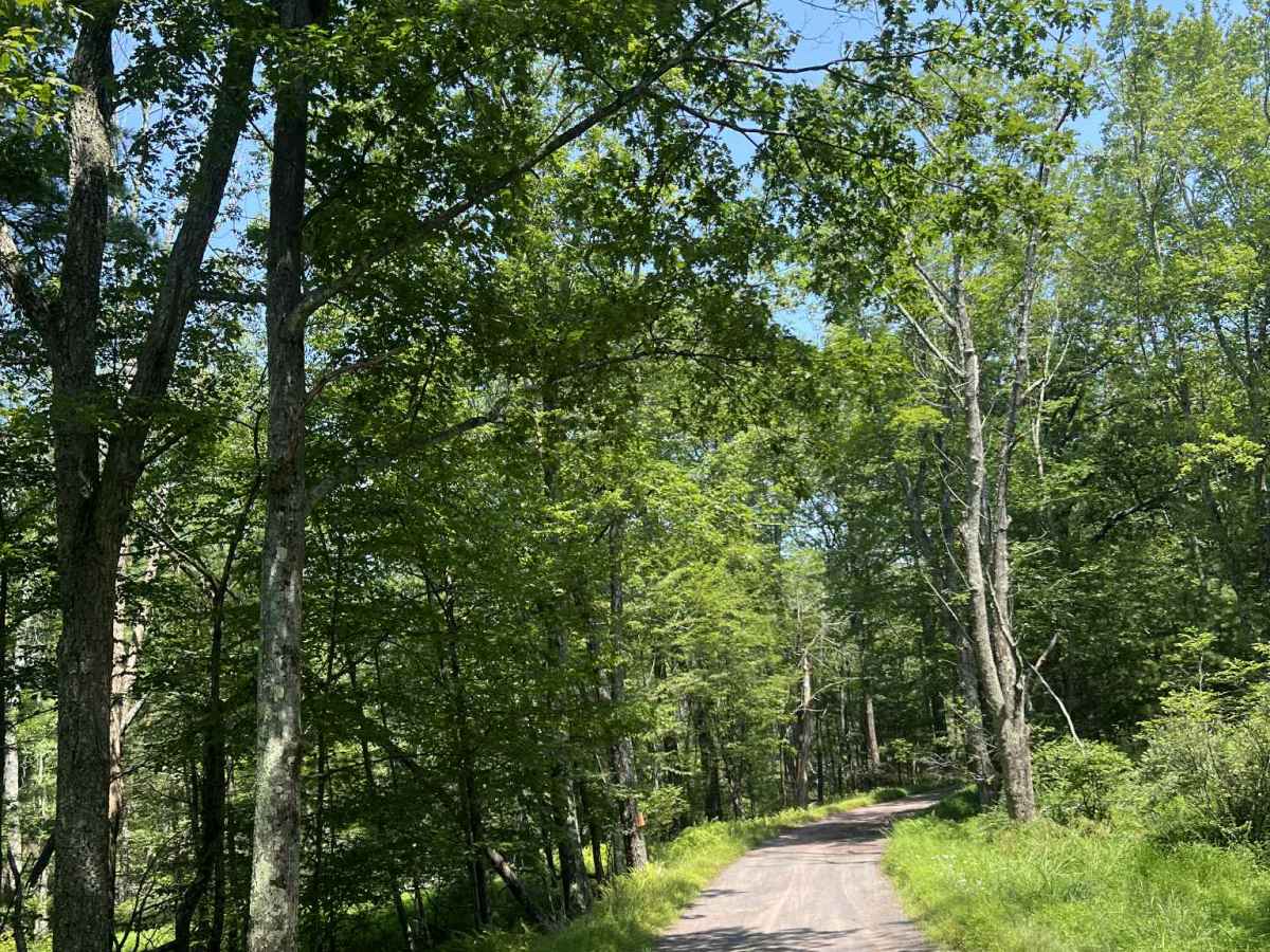 Mush Paw Road trail photo