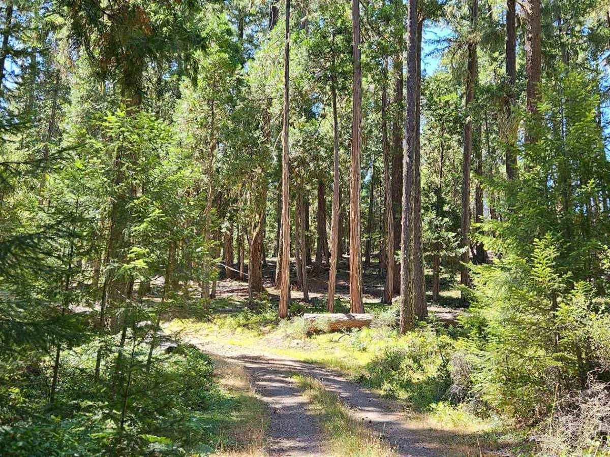FS 2921200 trail photo