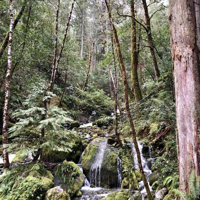 Near South Kelsey Trail
