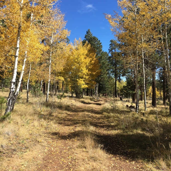 Fall at Poll Knoll Near Poll Knoll Trail System