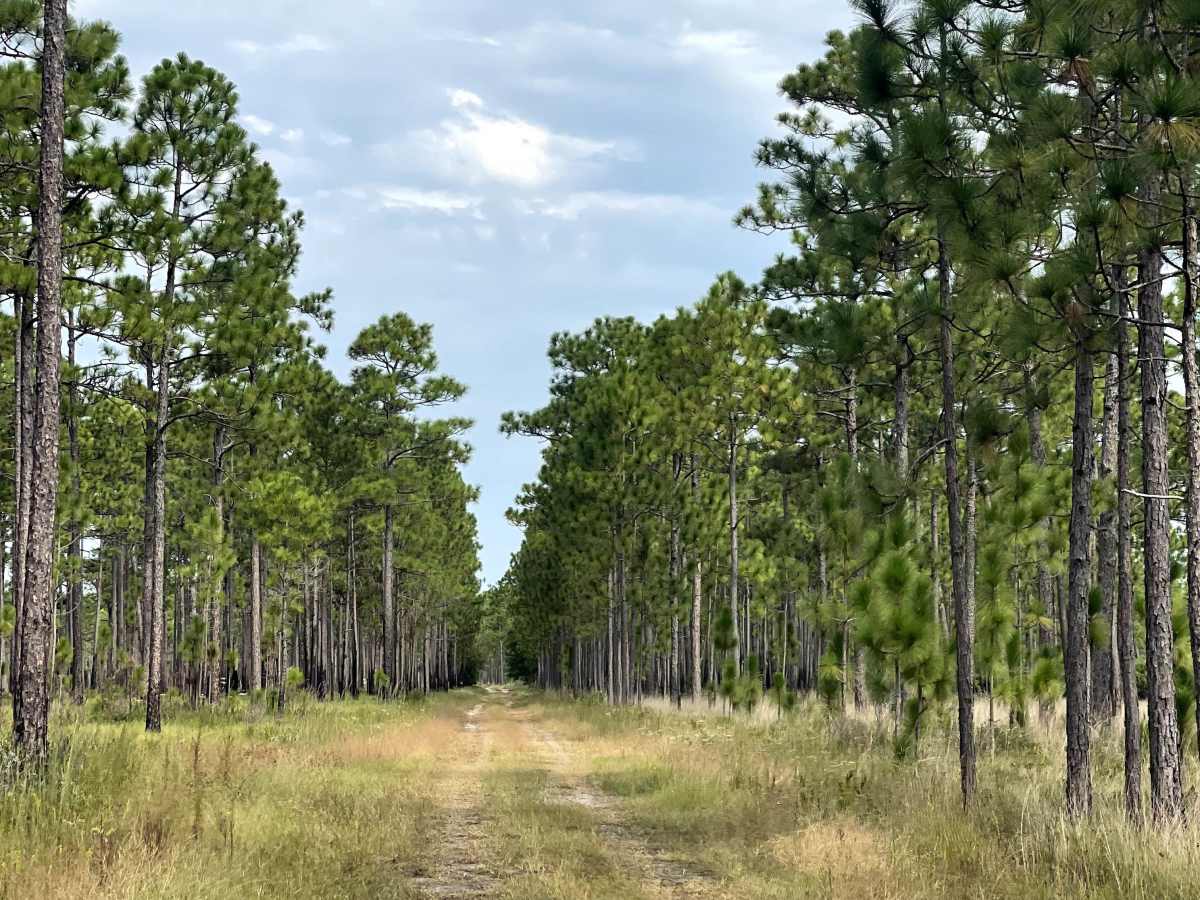 DJ Road trail photo