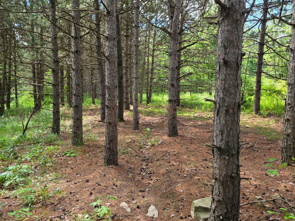 Single Track DD photo 2
