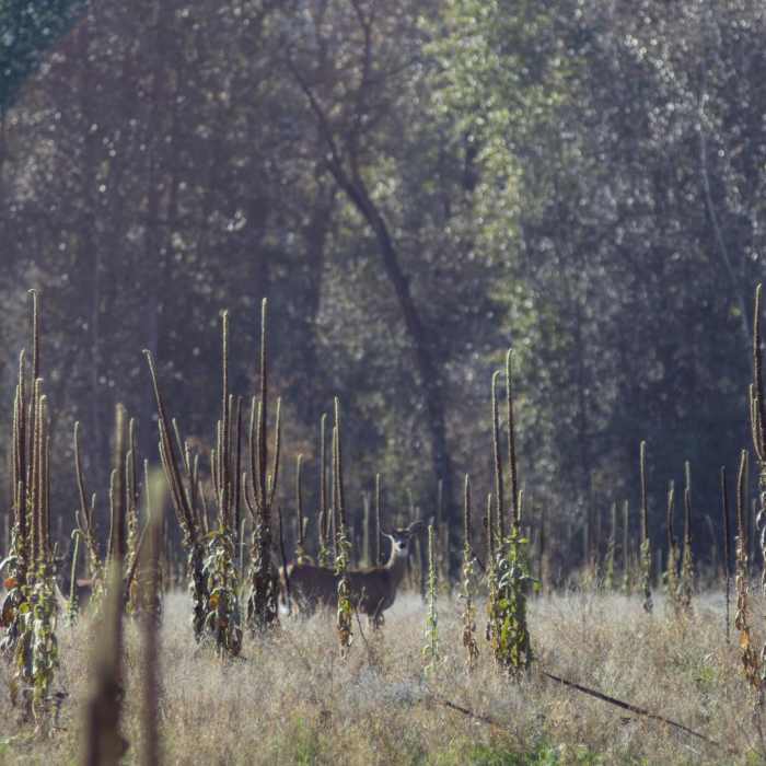 Near Indian Painted Rocks + Knothead Valley Loop Trail