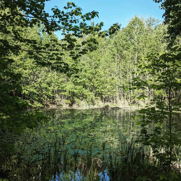 Small pond near a high spot on the connector trail. Near German Ridge: Southern Half Hike
