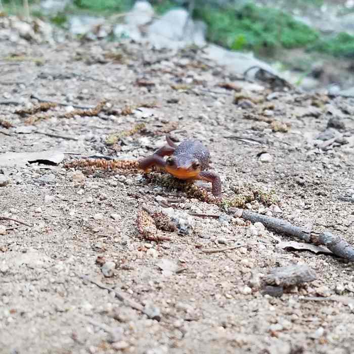 Near Hermit Falls Trail