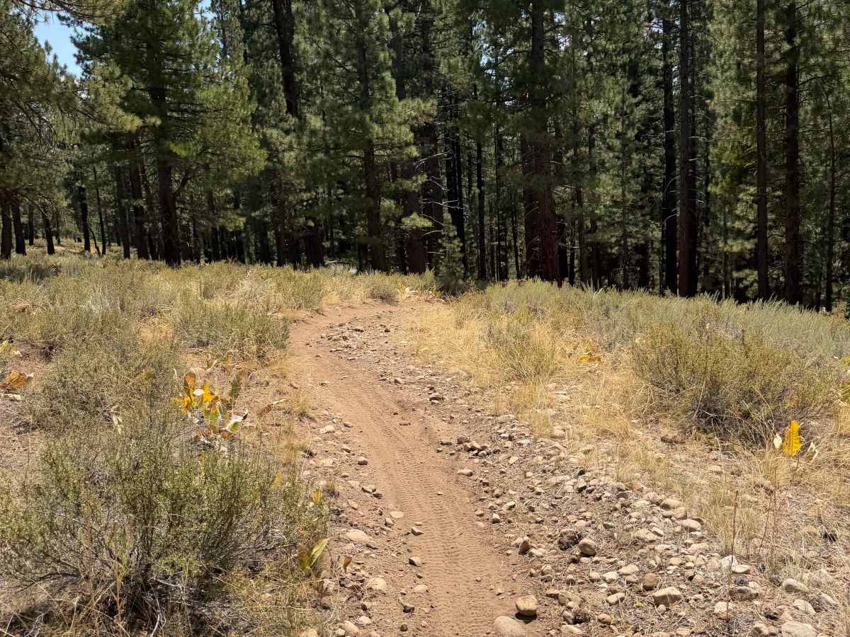 #52 trail photo