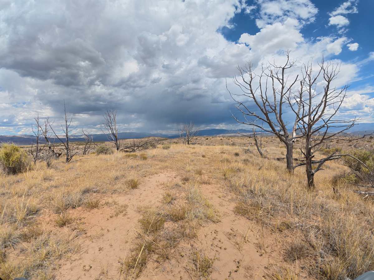 BLM 290 photo 2