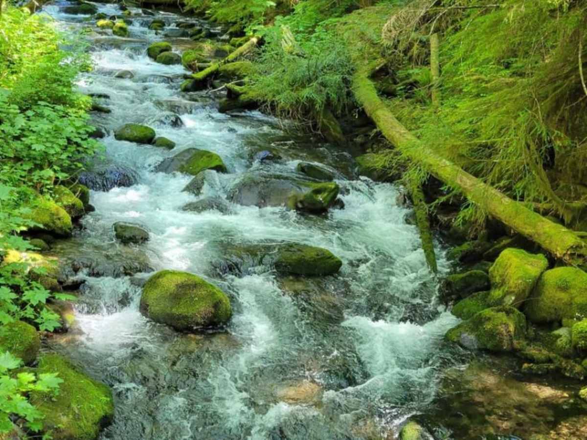 Still Creek Road photo 6