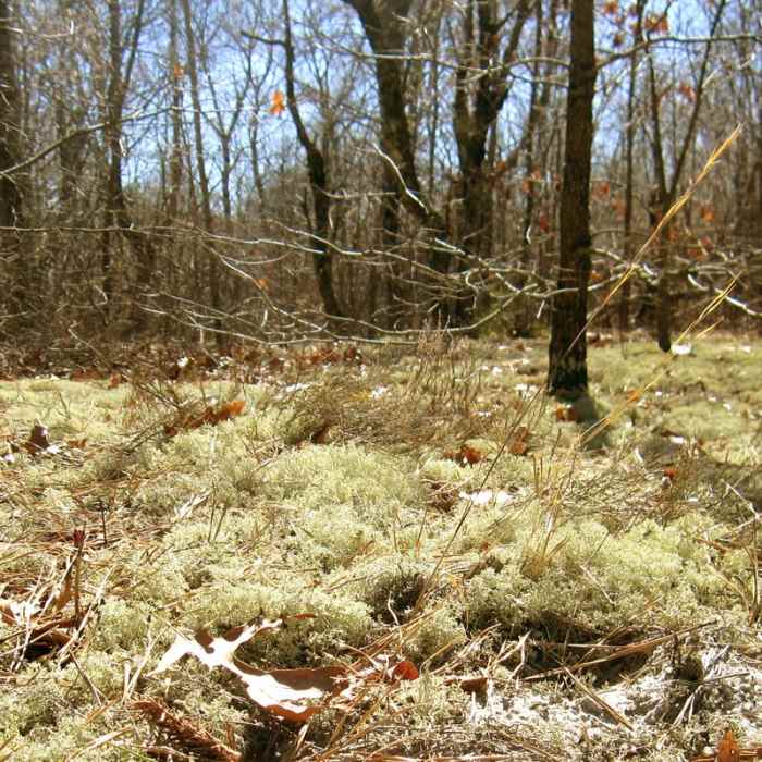 Near Crane Beach Loop Near Crane Beach Loop