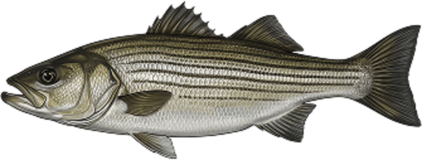 Striped Bass