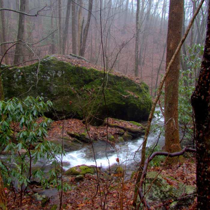 Near Denton Creek Falls Trail Near Denton Creek Falls Trail