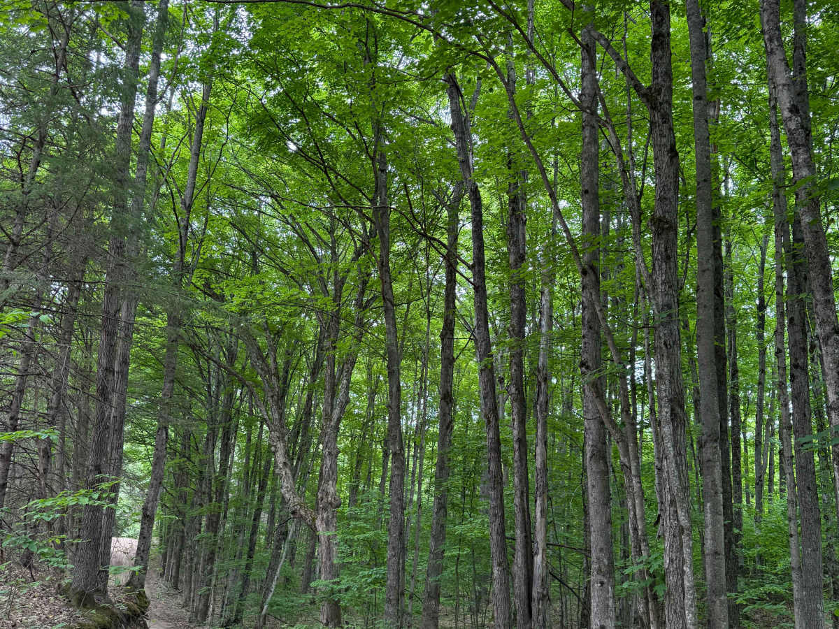 Roots Lake Trail trail photo