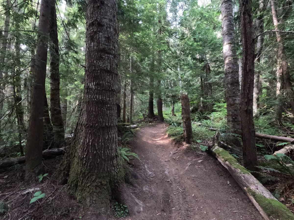 Mount Angeles Connector photo 3