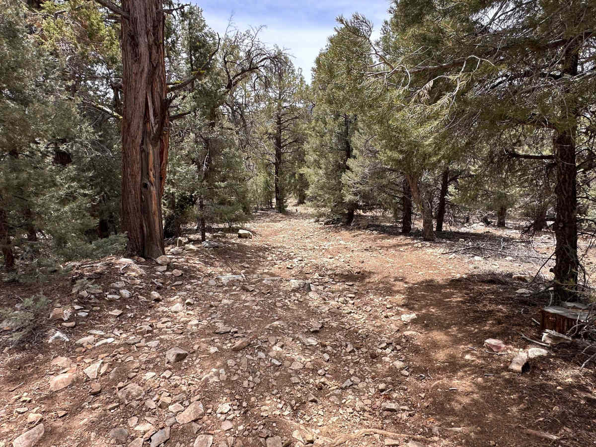 KTM Jim Cut-Off trail photo