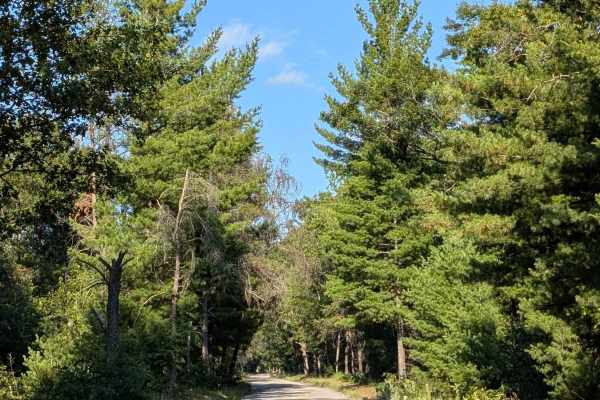 Michigan Road / Jose Road